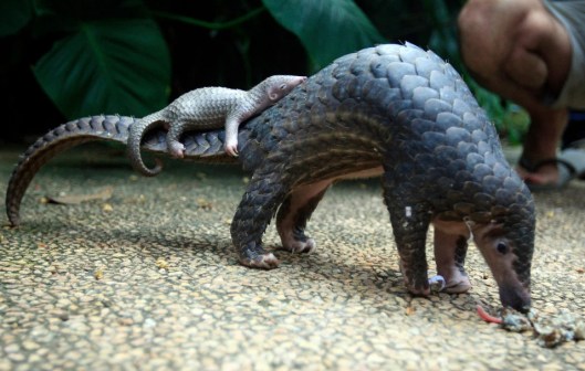 Pangolin